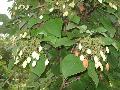 Japanese Hydrangea Vine / Schizophragma hydrangeoides 